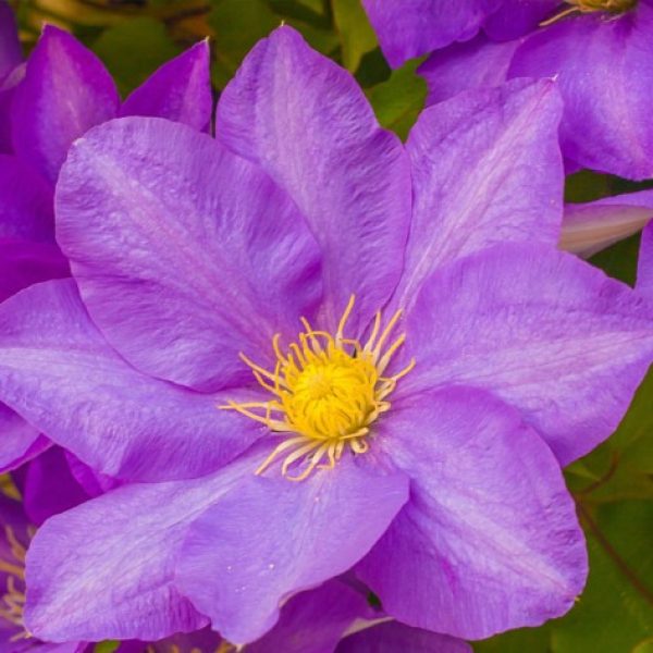 clematis-fiori-di-Bach
